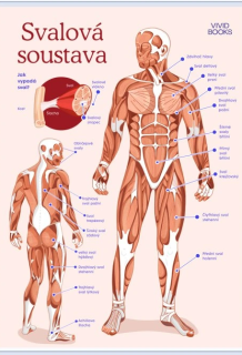 Nástěnný plakát - Svalová soustava