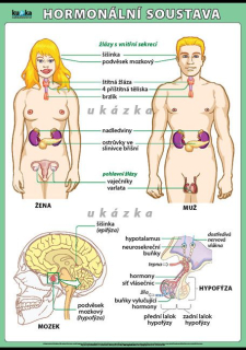 Hormonální soustava XL - Kupka