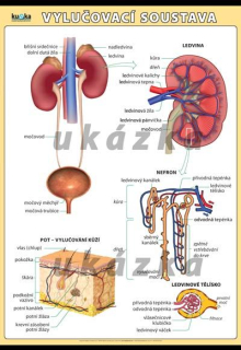 Vylučovací soustava A3 - Kupka